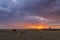 Silhouette of Wildebeest on the backdrop of colourful sky at Masai Mara, Africa, Kenya