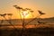 Silhouette of wildflower against rising sun. Beautiful sunrise over a meadow with wildflowers at summer