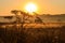 Silhouette of wildflower against rising sun. Beautiful sunrise over a meadow with wildflowers at summer