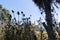 Silhouette wildflower thistle heads with blurred St Abraham`s Anglican Church on top of rise by sea at Waipiro Bay