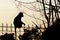 Silhouette of wildlife, Monkey walking on fence