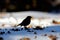 Silhouette of wintering Robin among dry leaves in the snow