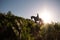 Silhouette of a woman rider on horseback climbing a hill covered with fern, against the backdrop of the sky and the