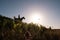 Silhouette of a woman rider riding a horse descending from a hill covered with fern, against the sky, at sunset. Bottom