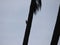 A silhouette of an woodpecker which is elegantly chipping off case of the coconut tree finding it's way in the nest.