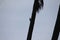 A silhouette of an woodpecker which is elegantly chipping off case of the coconut tree finding it's way in the nest.