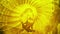 Silhouette of a yogi in a lotus asana on the background of a rotating yellow background. Animation. Concept of golden