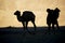 Silhouette young camels in sand dune Nubra valley Ladakh ,India