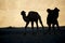 Silhouette young camels in sand dune Nubra valley Ladakh ,India