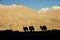 Silhouette young camels in sand dune Nubra valley Ladakh ,India