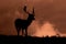 Silhouette of young Fallow deer grazing on grass