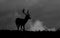 Silhouette of young Fallow deer grazing on grass