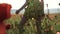 Silhouette of a young girl in a yellow dress in a poppy field with a view of the hill and the sky view through