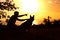 Silhouette of young man and dog enjoying nature, boy showing German Shepherd at sunset in a field, concept og friendship man and