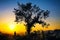 Silhouette of a young man at dusk under a tree