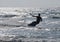 Silhouette of Young Man Kite Boarding in sea Waves