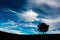 Silhouette of a young single tree, dramatic, vibrant blue sky with white clouds minimalist landscape