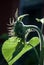 Silhouette of a young sunflower, late afternoon, leaning on a leaf