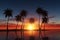 Silhouetted beauty palm trees sway in a vibrant tropical sunset