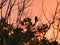 Silhouetted Bird and Tree Branches and Leaves in Brilliant Orange Sunrise