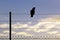 Silhouetted Bird on Wire