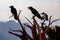 Silhouetted Birds on bare tree Branches