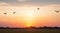 Silhouetted birds flying across a sunset sky over a tranquil meadow.