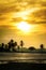 Silhouetted coconut palm trees on the beach at sunset time