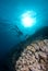 Silhouetted divers above a coral reef