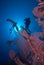 Silhouetted divers above a Giant sea fan