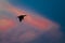 Silhouetted Double-Crested Cormorant Flying in the Glow of a Sunset