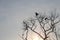 Silhouetted dry branches with birds in the sun