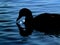 Silhouetted duck on blue water