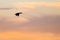 Silhouetted Duck Flying in the Beautiful Sunset Sky