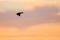 Silhouetted Duck Flying in the Beautiful Sunset Sky