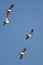 Silhouetted Duck Flying in the Dark Evening Sky