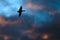 Silhouetted Duck Flying in the Sunset Sky