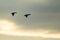 Silhouetted Ducks Flying in the Sun Set Sky