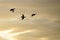 Silhouetted Ducks Flying in the Sunset Sky