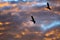 Silhouetted Ducks Flying in the Sunset Sky