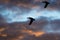 Silhouetted Ducks Flying in the Sunset Sky