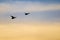 Silhouetted Ducks Flying in the Sunset Sky