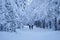 Silhouetted figures walking on a snow-covered path in the Tamar Valley