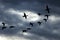 Silhouetted Flock of Ducks Flying in the Dark Evening Sky