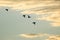 Silhouetted Flock of Ducks Flying in the Sunset Sky