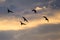 Silhouetted Flock of Ducks Flying in the Sunset Sky