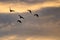 Silhouetted Flock of Ducks Flying in the Sunset Sky