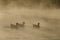 Silhouetted Geese Quietly Swimming in the Early Morning Mist