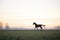 silhouetted horse cantering at dawn in a field