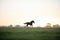 silhouetted horse cantering at dawn in a field